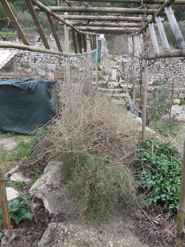 Pile of vine and fruit tree prunings ready for the shredder